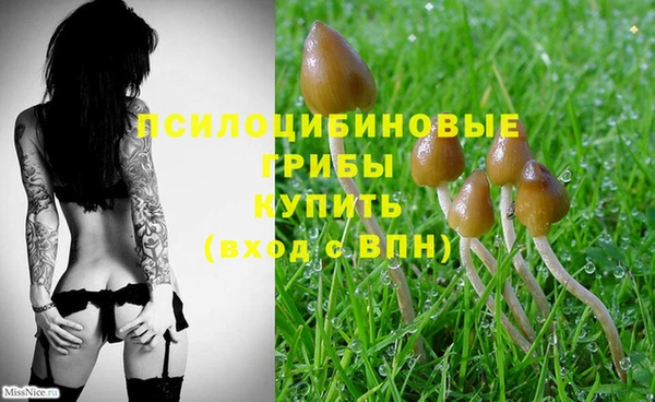 сатива Бронницы